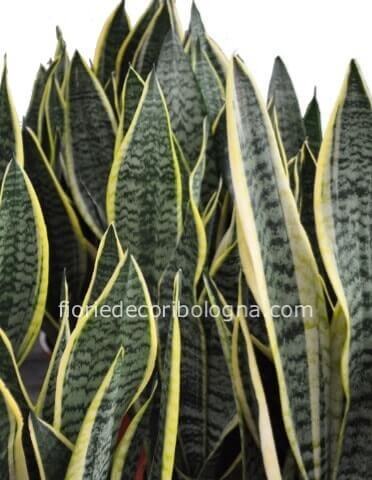 Pianta di sansevieria