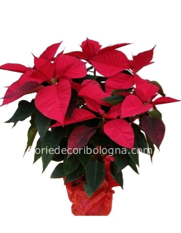 Stella di natale ben confezionata!