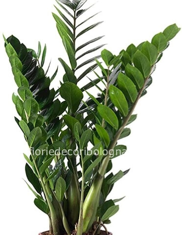 zamioculcas