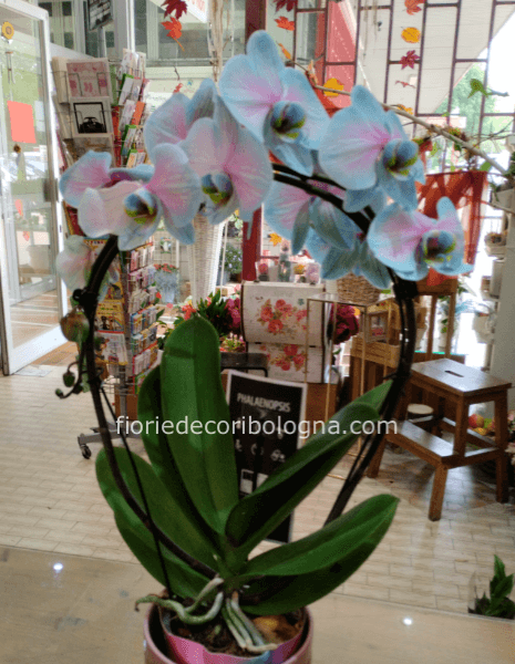 Pianta orchidea azzurra